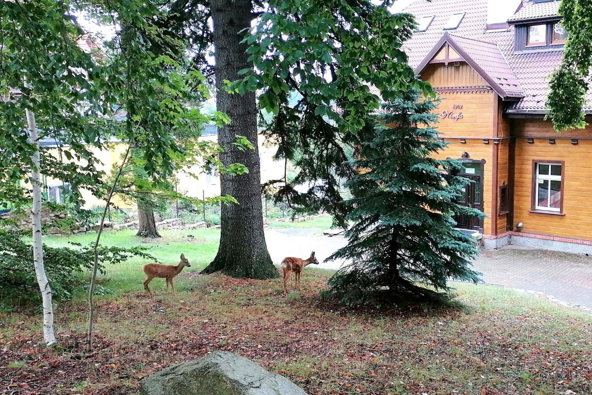 Willa Nimfa Apartamenty W Centrum Szklarska Poręba Exterior foto